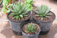 agave agave