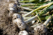 garlic garlic