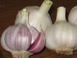 garlic Ajo Rojo Garlic