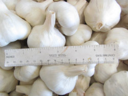 garlic Blanco Piacenza