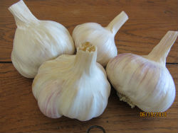 garlic Burgundy