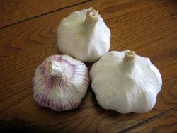 garlic Gardener's Delight Sampler
