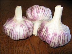 garlic Maiskij Garlic
