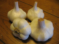 garlic Red Toch
