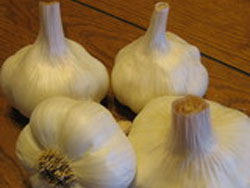 garlic International Softneck Assortment