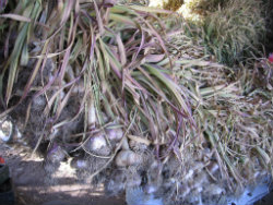 garlic Viola Francese